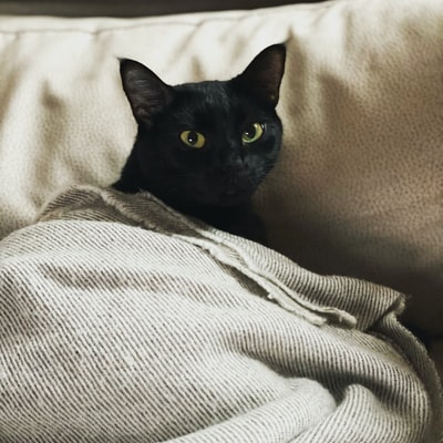 白布上的黑猫